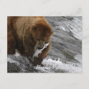 Postal Oso marrón capturó un salmón en Brooks Falls Alask