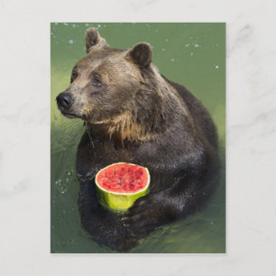 Postal Oso marrón con Melón de agua