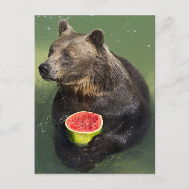 Postal Oso marrón con Melón de agua (Anverso)