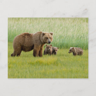 Postal Oso marrón de Alaska con oseznos en un prado
