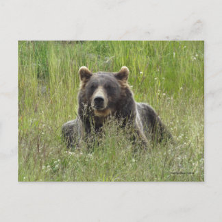 Postal Oso marrón en la hierba, Alaska pardo