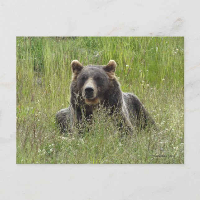 Postal Oso marrón en la hierba, Alaska pardo (Anverso)
