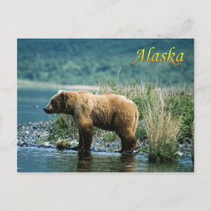 Postal Oso marrón kodiak, Alaska