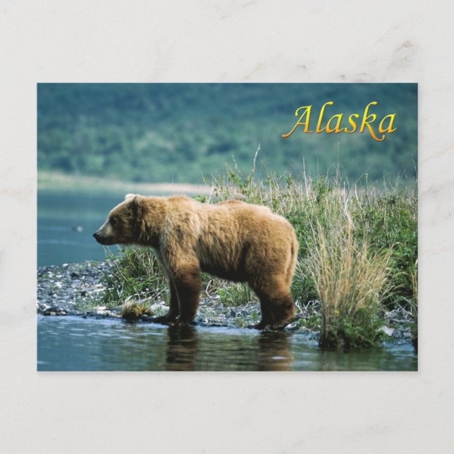 Postal Oso marrón kodiak, Alaska (Anverso)