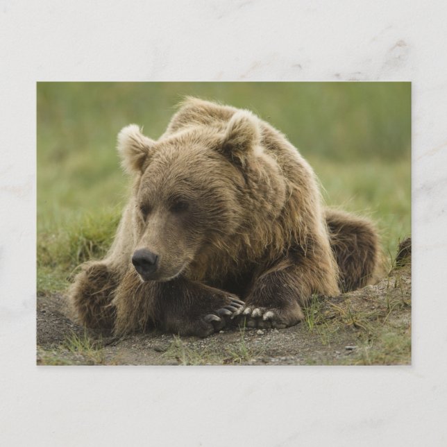 Postal Oso marrón o oso pardo costero, Ursus (Anverso)