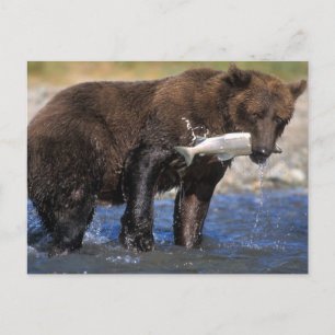 Postal Oso marrón, oso pardo, con salmón capturado,