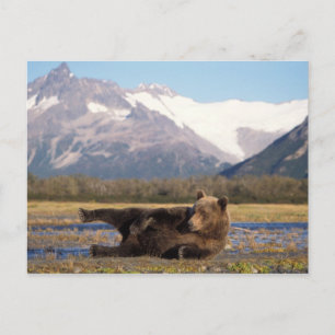 Postal Oso marrón, oso pardo que se extiende sobre su esp