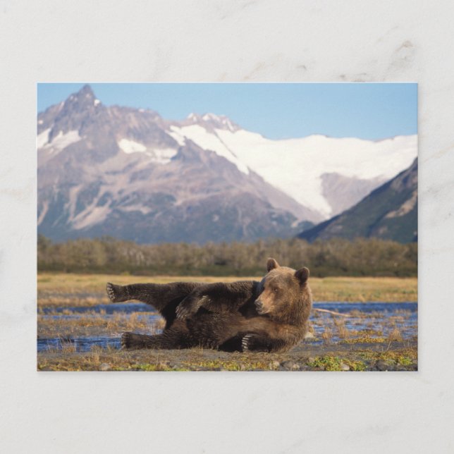 Postal Oso marrón, oso pardo que se extiende sobre su esp (Anverso)