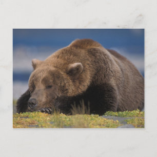Postal Oso marrón, oso pardo, tomando una siesta, Katmai