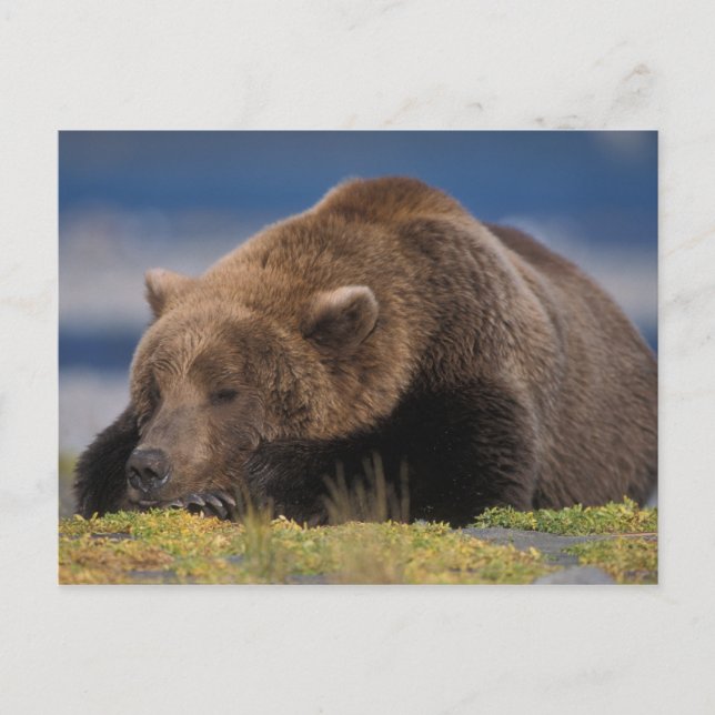 Postal Oso marrón, oso pardo, tomando una siesta, Katmai (Anverso)