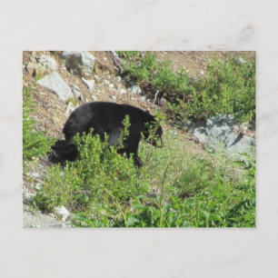 Postal Oso negro