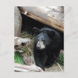 Postal Oso negro