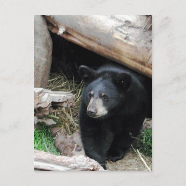 Postal Oso negro (Anverso)