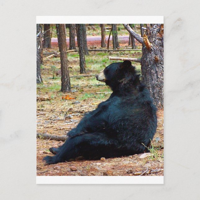 Postal Oso negro (Anverso)