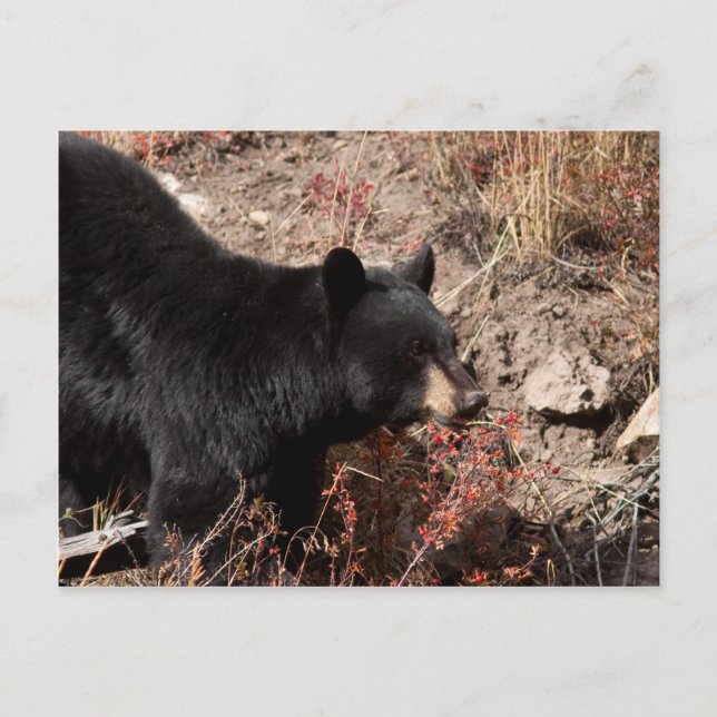 Postal Oso negro (Anverso)