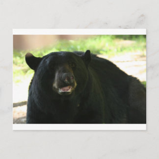 Postal oso negro