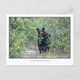 Postal Oso negro