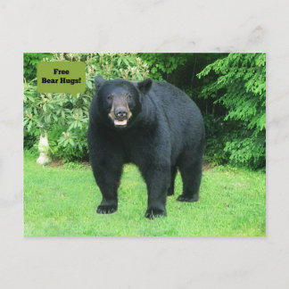 Postal Oso Negro - "¡Abrazos de oso libres de cubbies!"
