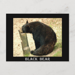 Postal Oso Negro (Alabama, Luisiana, Nuevo México)