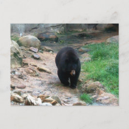 Postal Oso negro americano