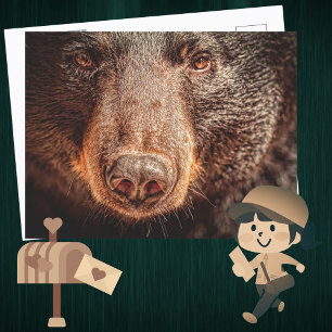 Postal Oso Negro Americano Closeup