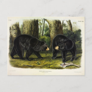 Postal Oso Negro Americano (Ursus Americanus) de Audubon