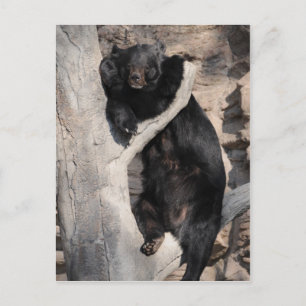 Postal Oso negro asiático