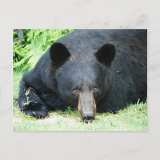 Postal Oso Negro - "Cachorro"