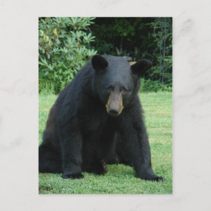 Postal Oso Negro - "¡Cubby, estoy escuchando!"