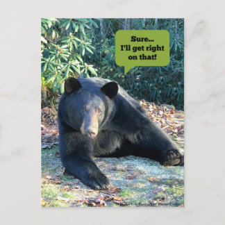 Postal Oso Negro - "¡Cubby seguro que me pondré en eso!"