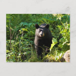 Postal Oso negro curioso