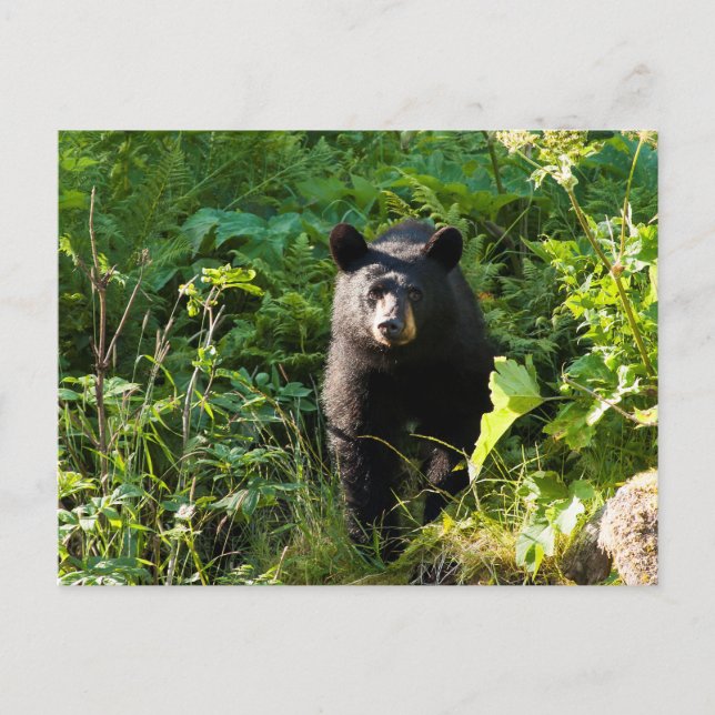 Postal Oso negro curioso (Anverso)