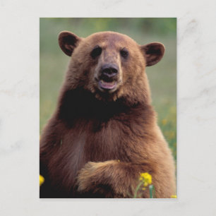 Postal Oso negro de canela, Norteamérica, California