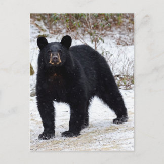 Postal Oso negro de Pensilvania en invierno
