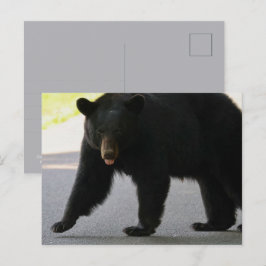 Postal Oso negro en Cades Cove - Grandes Montañas Humeant