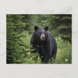 Postal Oso Negro en el Parque Nacional Banff de Canadá