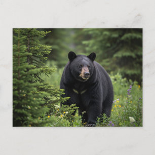 Postal Oso Negro en el Parque Nacional Banff de Canadá