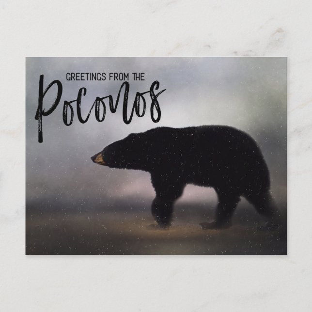 Postal Oso negro en saludos de invierno desde los Poconos (Anverso)