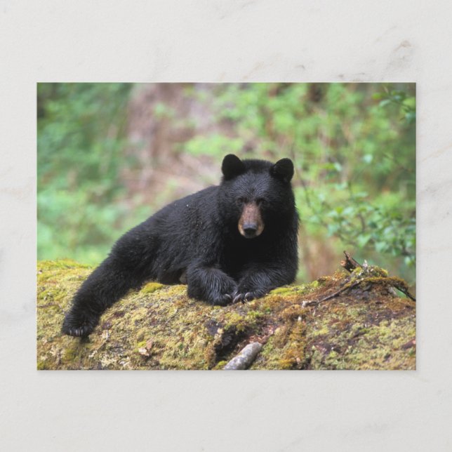 Postal Oso negro en un viejo tronco de crecimiento en el (Anverso)