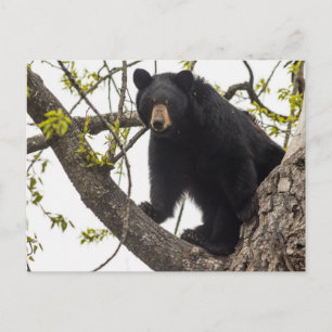 Postal Oso negro escalante
