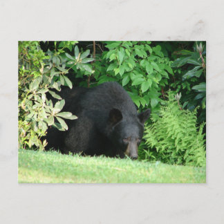 Postal Oso Negro - "Hola Cubby"