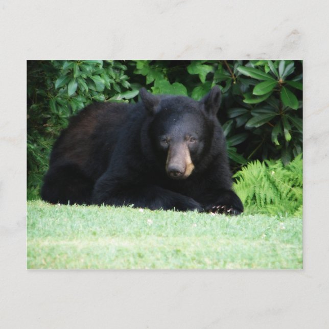 Postal Oso Negro - "Mi dulce pepino" (Anverso)