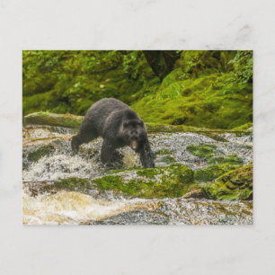 Postal Oso negro pescando   Qua Creek Columbia Británica