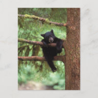 oso negro, Ursus americanus, cachorro en un árbol