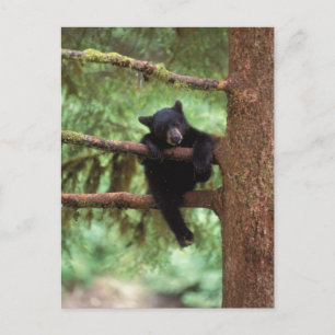 Postal oso negro, Ursus americanus, cachorro en un árbol