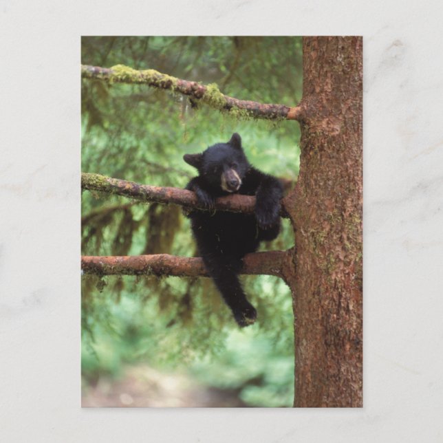 Postal oso negro, Ursus americanus, cachorro en un árbol (Anverso)