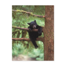 oso negro, Ursus americanus, cachorro en un árbol