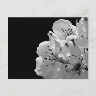 Postal Oso Ornamental...