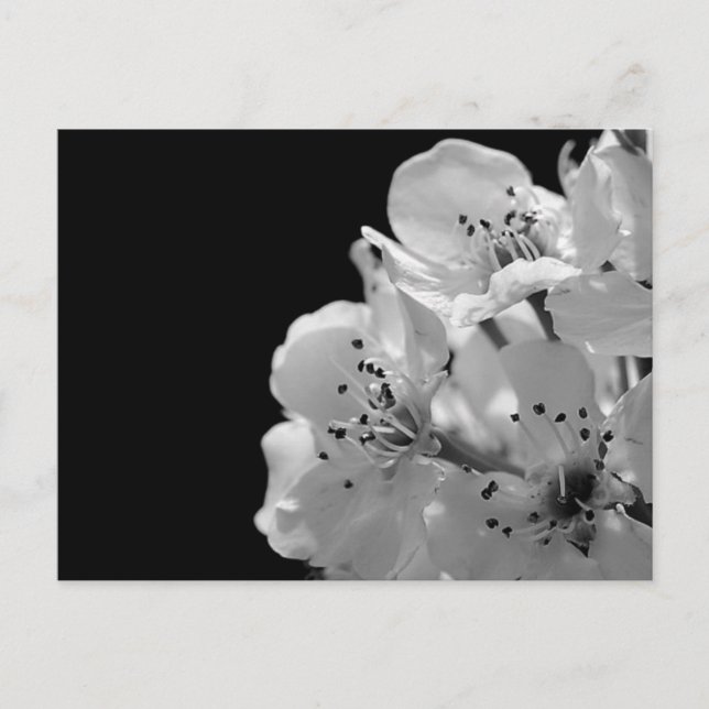 Postal Oso Ornamental... (Anverso)