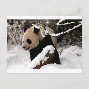 Postal Oso Panda